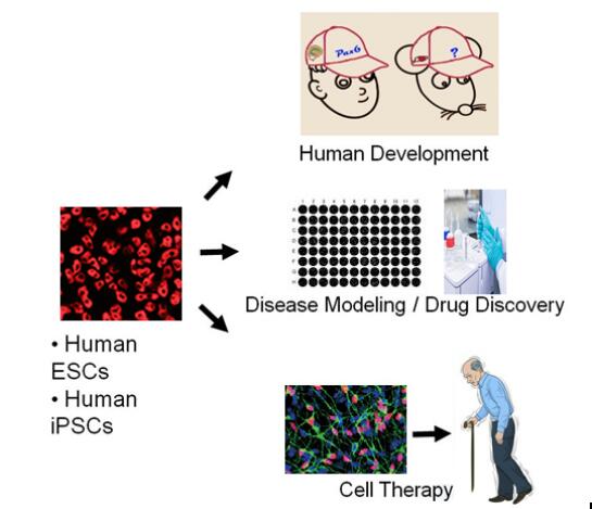 干細胞神經分化課題組 引領人體干細胞技術在神經領域的技術開發與應用前沿